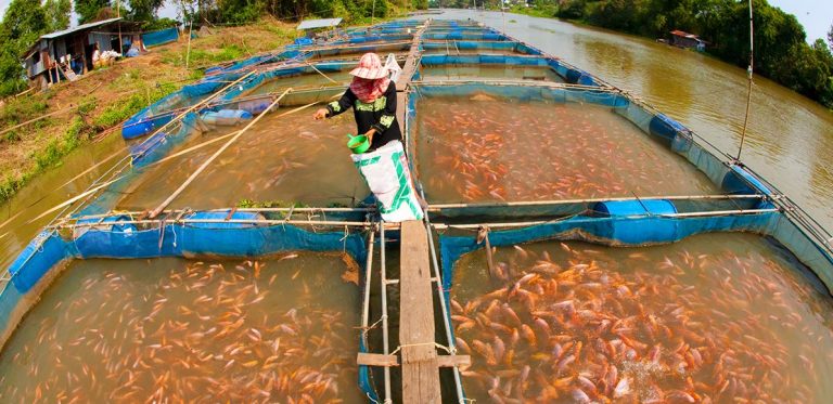 How To Start Small Scale Fish Farming In East Africa Business Detect